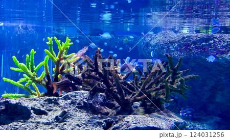 tropical fish under the water tropical fish under the water 124031256