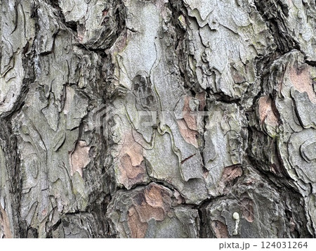 何層にもなる樹皮 何層にもなる樹皮 124031264