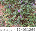 紫色の花とたくさんの葉っぱ 124031269