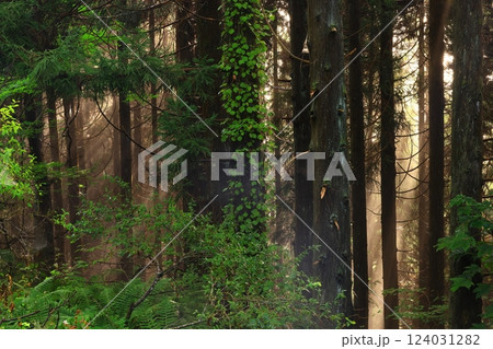 森に射す光芒 124031282