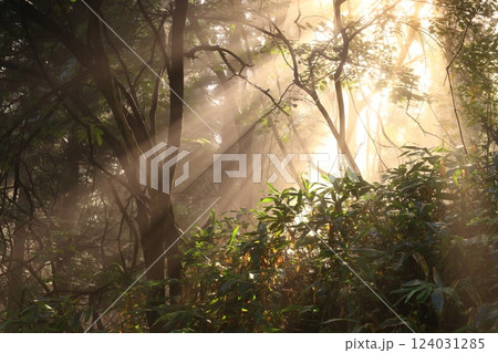 森に射す光芒 124031285