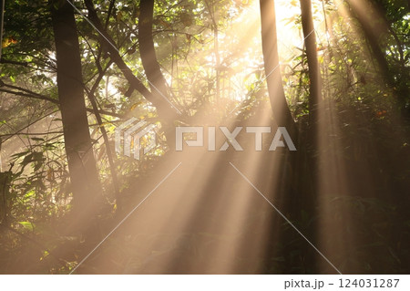 森に射す光芒 124031287