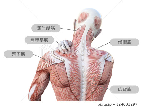 肩こりで肩を押さえる筋肉解剖図の男性の3Dイラスト 上半身後ろ姿（筋肉名称） 124031297