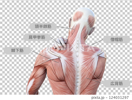 肩こりで肩を押さえる筋肉解剖図の男性の3Dイラスト 上半身後ろ姿（筋肉名称） 124031297