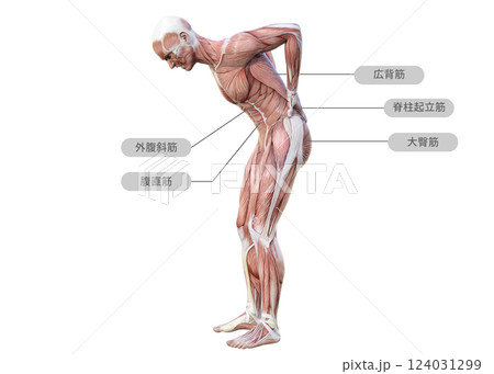 腰痛で腰に手を当てる筋肉解剖図の男性の3Dイラスト 全身横向き（筋肉名称） 124031299