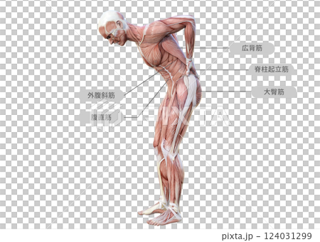 一名男子因下背部疼痛將雙手放在下背部，整個身體側向（肌肉名稱）的肌肉解剖圖 3D 插圖 124031299