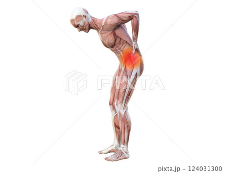 腰痛で腰に手を当てる筋肉解剖図の男性の3Dイラスト 全身横向き (赤い痛みのイメージ) 124031300