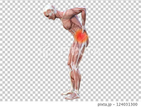 腰痛で腰に手を当てる筋肉解剖図の男性の3Dイラスト 全身横向き (赤い痛みのイメージ) 124031300