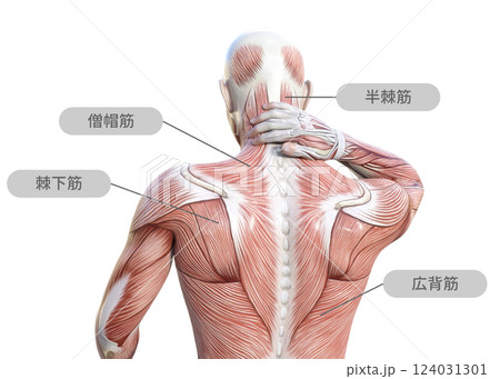 首こりで首に手を当てる筋肉解剖図の男性の3Dイラスト 上半身後ろ姿（筋肉名称） 124031301