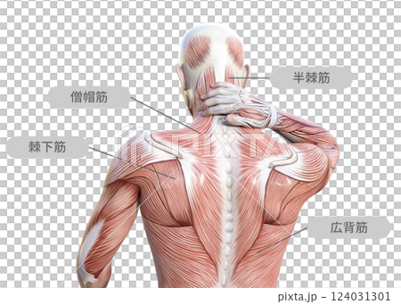 首こりで首に手を当てる筋肉解剖図の男性の3Dイラスト 上半身後ろ姿（筋肉名称） 124031301