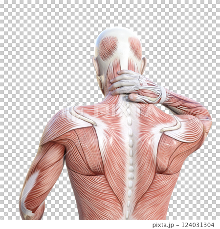 一名男子因頸部僵硬、上身、後視而握住頸部肌肉解剖圖的 3D 插圖 一名男子因頸部僵硬、上身、後視而握住頸部肌肉解剖圖的 3D 插圖 124031304