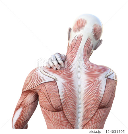 肩こりで肩を押さえる筋肉解剖図の男性の3Dイラスト 上半身後ろ姿 肩こりで肩を押さえる筋肉解剖図の男性の3Dイラスト 上半身後ろ姿 124031305