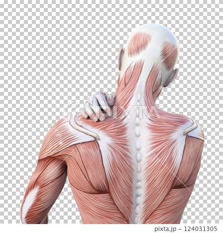 肩こりで肩を押さえる筋肉解剖図の男性の3Dイラスト 上半身後ろ姿 肩こりで肩を押さえる筋肉解剖図の男性の3Dイラスト 上半身後ろ姿 124031305