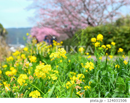 河津桜と菜の花 124031506