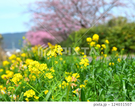河津桜と菜の花 124031507