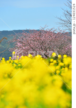 河津桜と菜の花 124031524