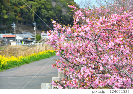 河津桜と菜の花 河津桜と菜の花 124031525