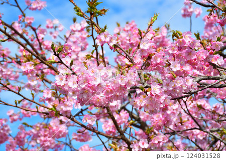 河津桜、桜 河津桜、桜 124031528
