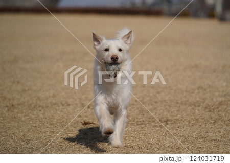 A white mixed breed dog is having a happy time in the field. A white mixed breed dog is having a happy time in the field. 124031719