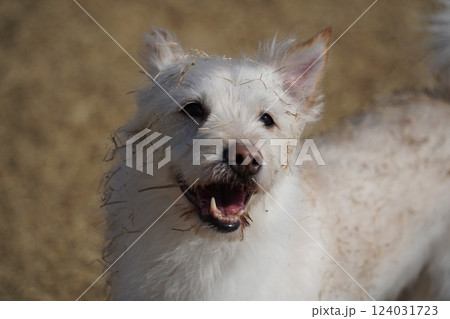A white mixed breed dog is having a happy time in the field. A white mixed breed dog is having a happy time in the field. 124031723