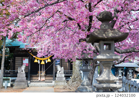 神社と河津桜(前橋・江田鏡神社) 神社と河津桜(前橋・江田鏡神社) 124032100