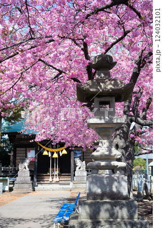 神社と河津桜(前橋・江田鏡神社) 神社と河津桜(前橋・江田鏡神社) 124032101