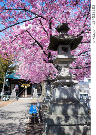 神社と河津桜（前橋・江田鏡神社） 124032102