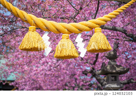 神社と河津桜（前橋・江田鏡神社） 124032103