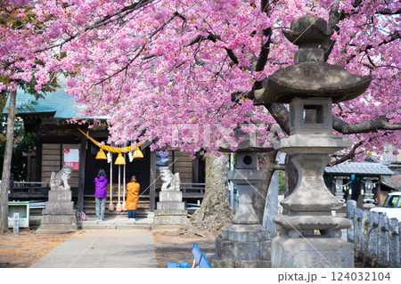 神社と河津桜(前橋・江田鏡神社) 神社と河津桜(前橋・江田鏡神社) 124032104