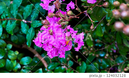 pink bougainvillea flower in the garden 124032128