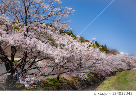 藤巻川の流れとソメイヨシノの桜並木 信州 長野県上伊那郡飯島町 藤巻川の流れとソメイヨシノの桜並木 信州 長野県上伊那郡飯島町 124032342