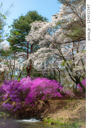 馬見塚公園の桜とミツバツツジ 信州駒ヶ根市 124032347