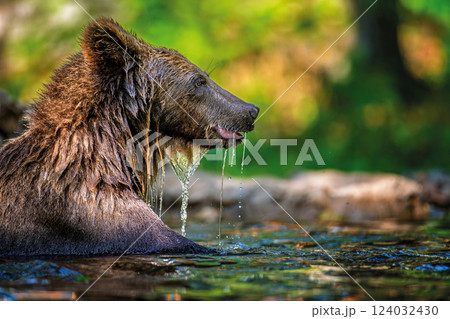 Wild brown bear in the forest river. Animal in natural habitat. Wildlife scene 124032430
