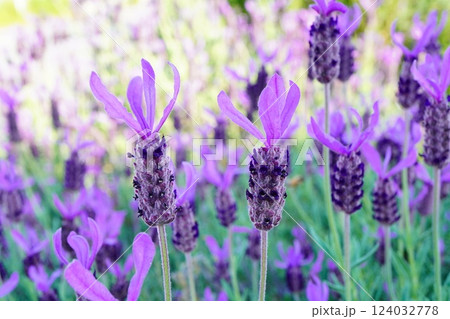 満開に咲いているフレンチラベンダー畑。 満開に咲いているフレンチラベンダー畑。 124032778