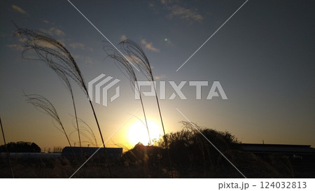 夕日に照らされるススキ 124032813