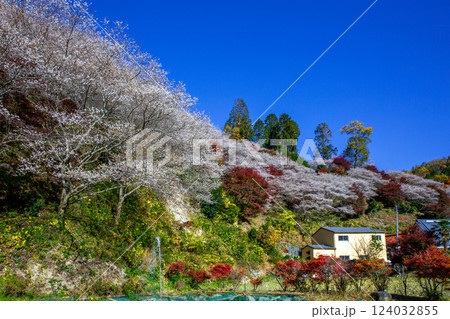 小原四季桜 小原四季桜 124032855