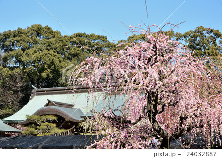 結城神社の枝垂れ梅　【三重県津市】 124032887