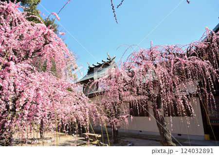 結城神社の枝垂れ梅　【三重県津市】 124032891