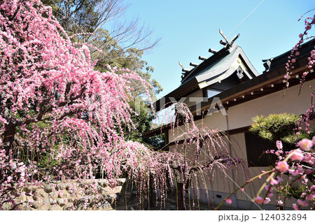 結城神社の枝垂れ梅 【三重県津市】 結城神社の枝垂れ梅 【三重県津市】 124032894