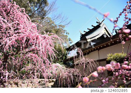 結城神社の枝垂れ梅 【三重県津市】 結城神社の枝垂れ梅 【三重県津市】 124032895