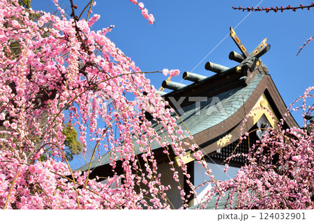 結城神社の枝垂れ梅 【三重県津市】 結城神社の枝垂れ梅 【三重県津市】 124032901