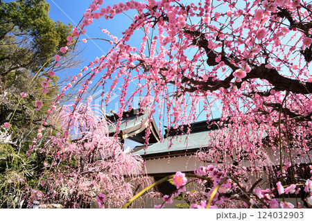 結城神社の枝垂れ梅 【三重県津市】 結城神社の枝垂れ梅 【三重県津市】 124032903