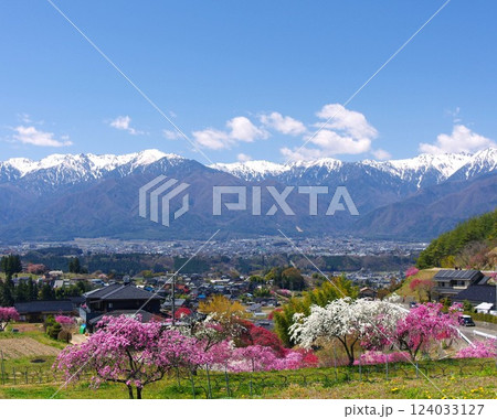 写真素材: 駒ケ根市・中沢の花桃と町と中央アルプスの春景色 写真素材: 駒ケ根市・中沢の花桃と町と中央アルプスの春景色 124033127