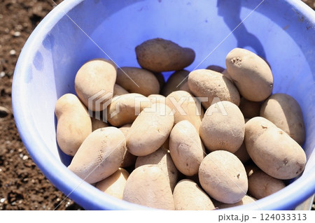 種じゃがいも(メークイン) 種じゃがいも(メークイン) 124033313