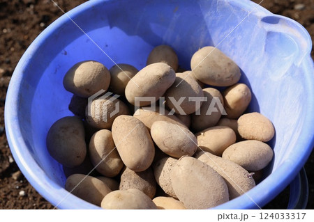 種じゃがいも(メークイン) 種じゃがいも(メークイン) 124033317