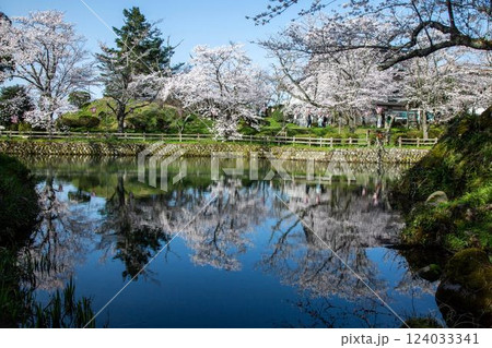 鹿野城址の桜 124033341