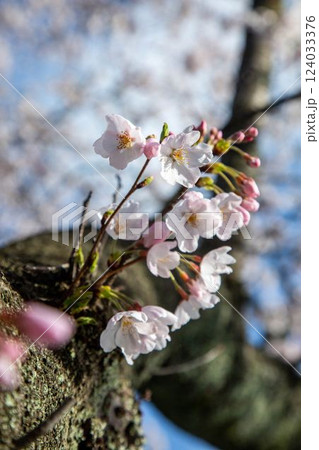 鹿野城址の桜 124033376