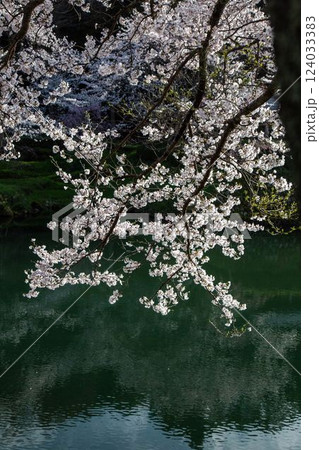 鹿野城址の桜 124033383