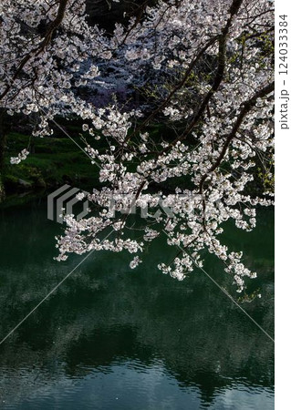 鹿野城址の桜 124033384