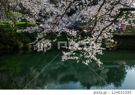 鹿野城址の桜 124033385